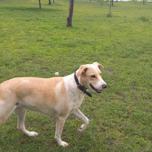 resguardo Hembra boxer beagle mix cafe