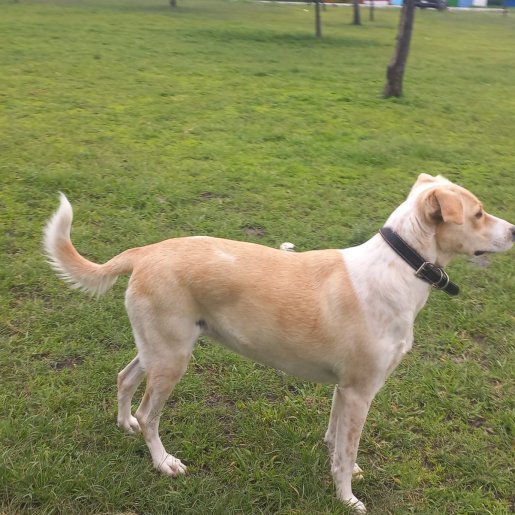 resguardo Hembra boxer beagle mix cafe