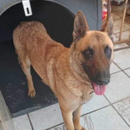 perdido Hembra german shepherd cafe