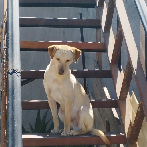 perdido Macho labrador retriever cafe