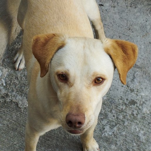 perdido Macho labrador retriever cafe