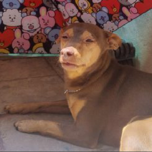 perdido Macho pitbull boxer mix cafe