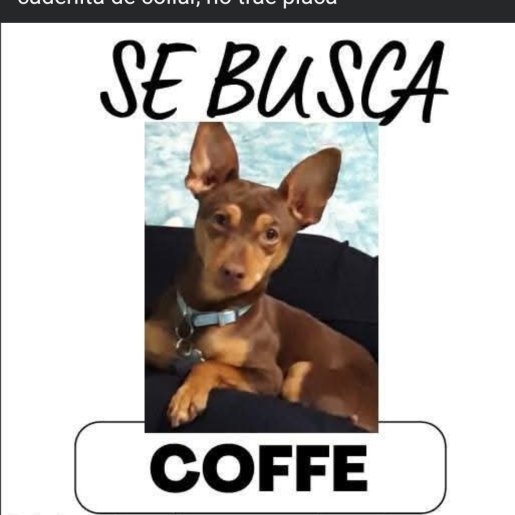 perdido Macho pitbull boxer mix cafe