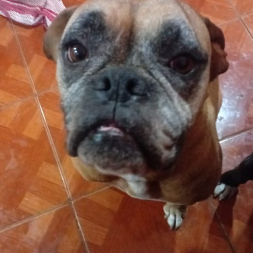 perdido Hembra french bulldog cafe