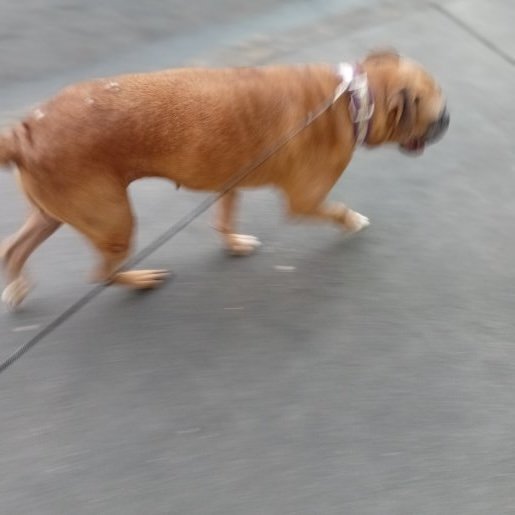 perdido Hembra french bulldog cafe