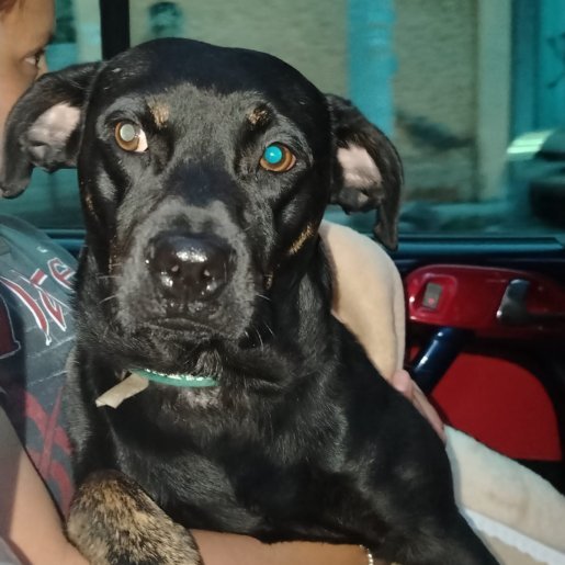 perdido Macho american pit bull negro