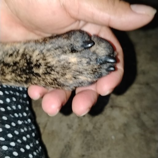 perdido Macho american pit bull negro