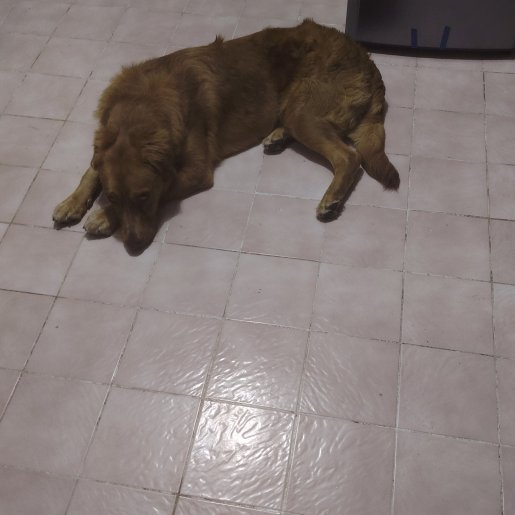 perdido Macho labmix cafe