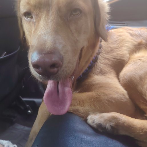 perdido Macho labmix cafe