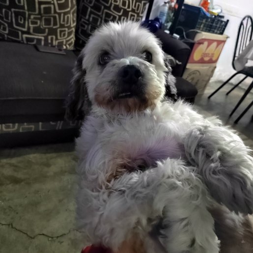 perdido Macho shih tzu gris