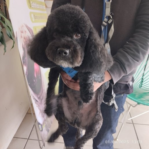 perdido Macho poodle negro