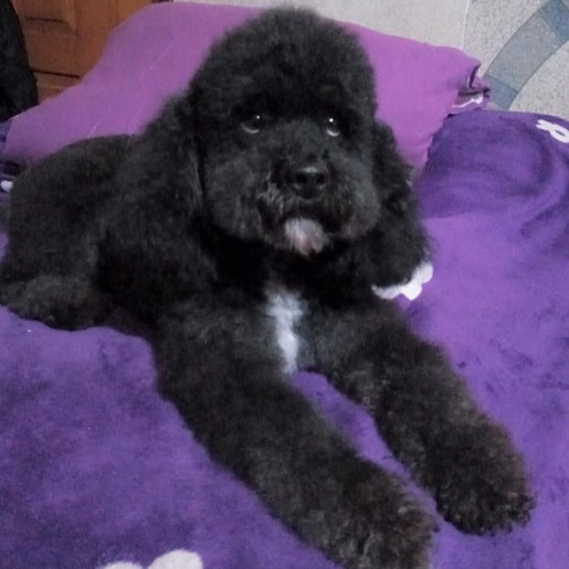 perdido Macho poodle negro