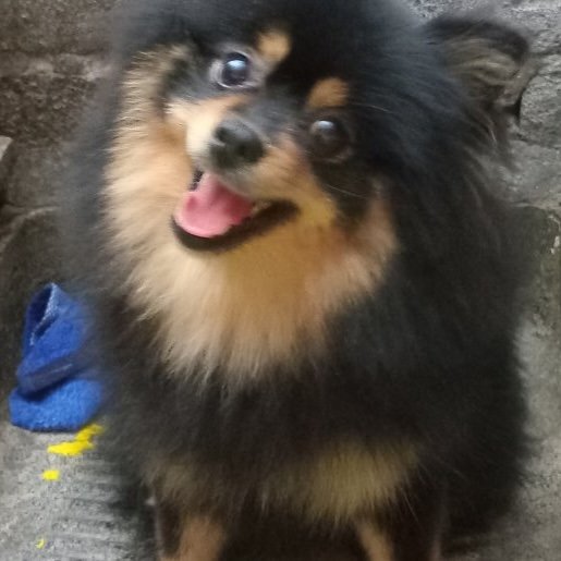 perdido Hembra pomeranian negro