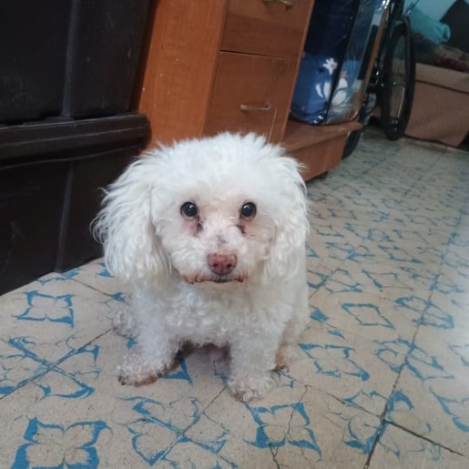 perdido Macho maltese dog blanco