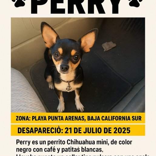 perdido Macho miniature pinscher negro