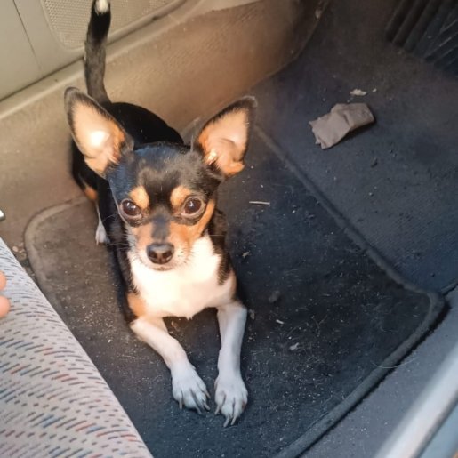 perdido Macho miniature pinscher negro