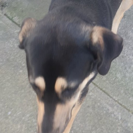 visto Macho boxer beagle mix negro