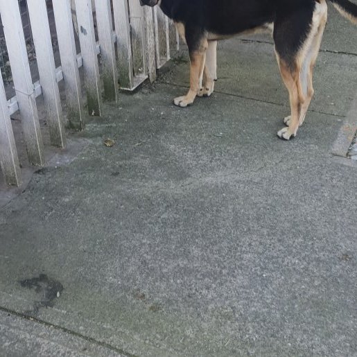 visto Macho boxer beagle mix negro