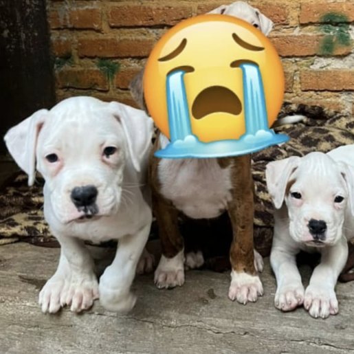 perdido Macho american pit bull blanco