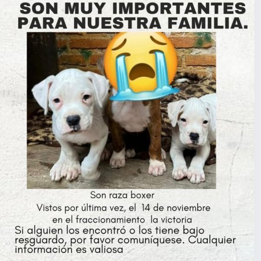 perdido Macho american pit bull blanco