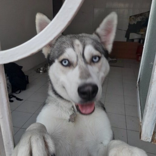 resguardo Hembra siberian husky gris