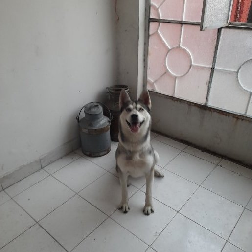 resguardo Hembra siberian husky gris