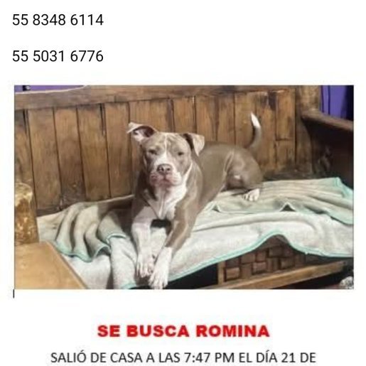 perdido Hembra american pit bull gris