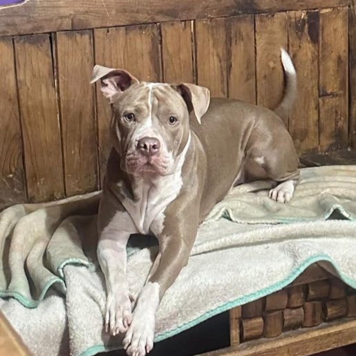 perdido Hembra american pit bull gris