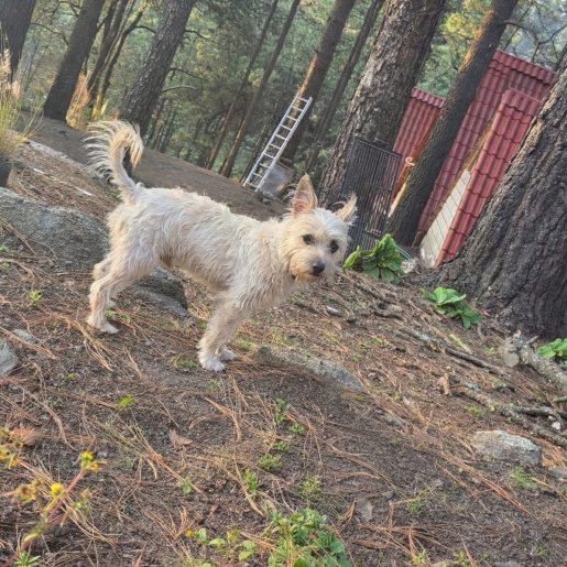 perdido Macho havanese blanco