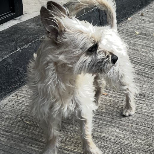 perdido Macho havanese blanco