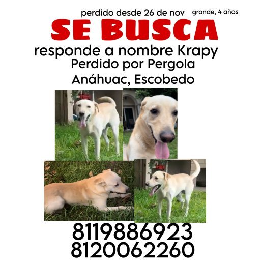 perdido Macho labrador retriever cafe