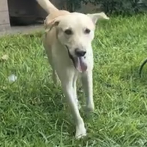 perdido Macho labrador retriever cafe