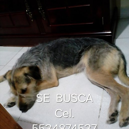 perdido Hembra dorkie gris