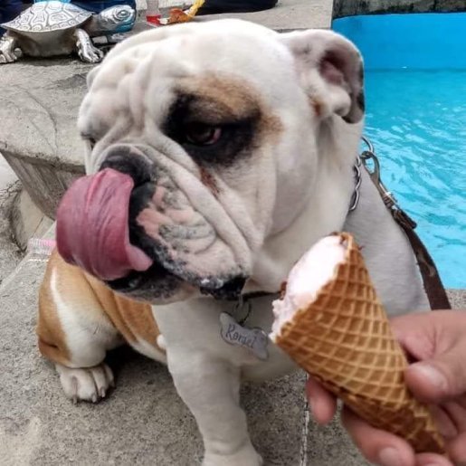 perdido Macho french bulldog cafe