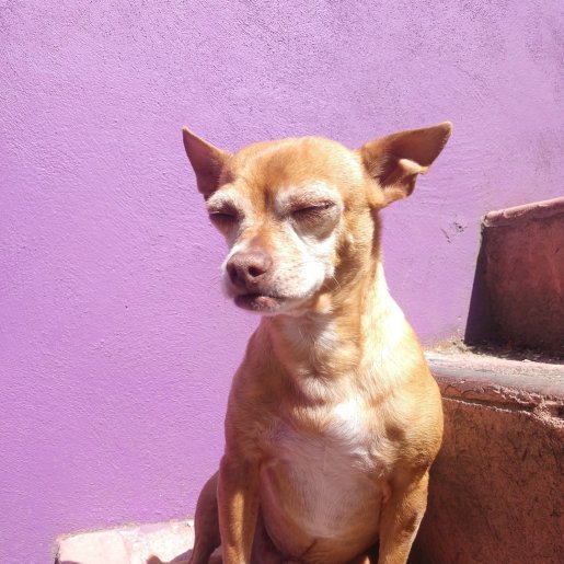 perdido Macho chihuahua cafe