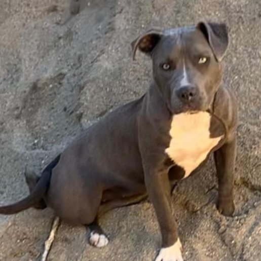 perdido Hembra american pit bull gris