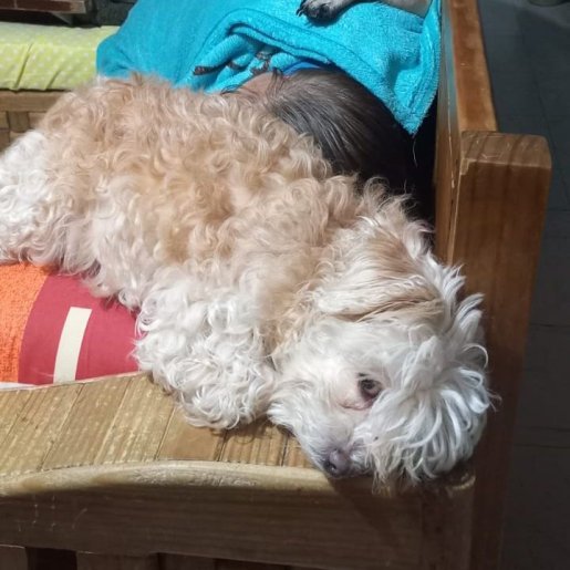 perdido Hembra cockapoo cafe