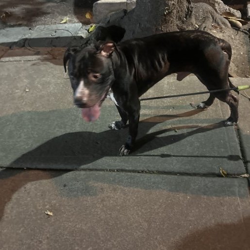 visto Macho staffordshire bull terrier negro