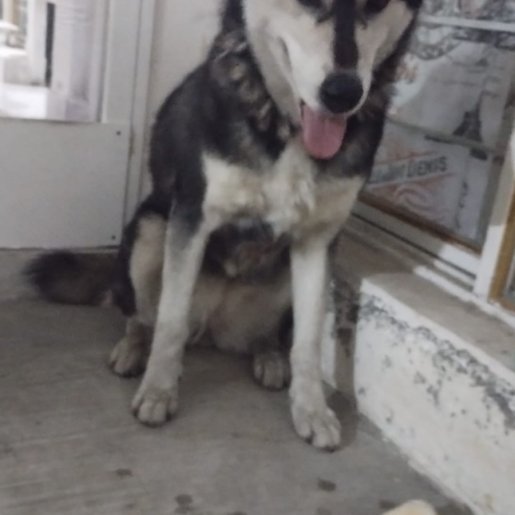 resguardo Hembra siberian husky gris