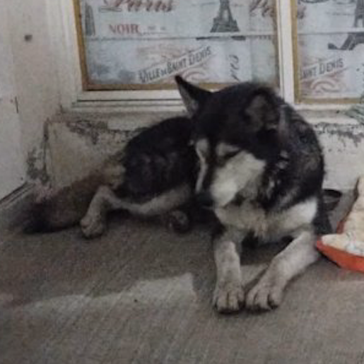 resguardo Hembra siberian husky gris