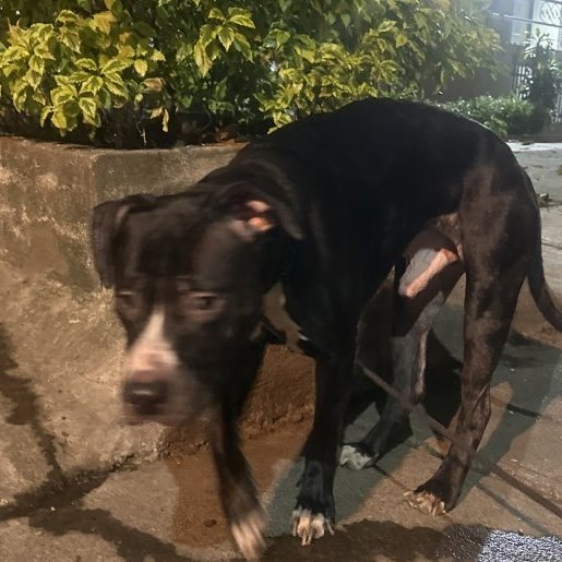 visto Macho staffordshire bull terrier negro