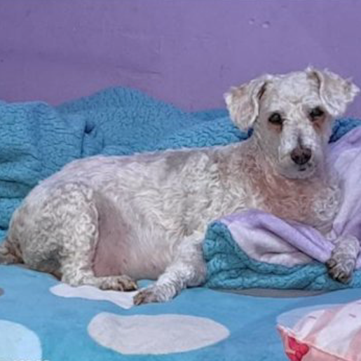 perdido Hembra bull terrier blanco