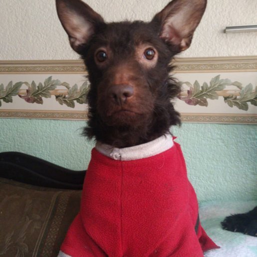 perdido Macho kelpie cafe