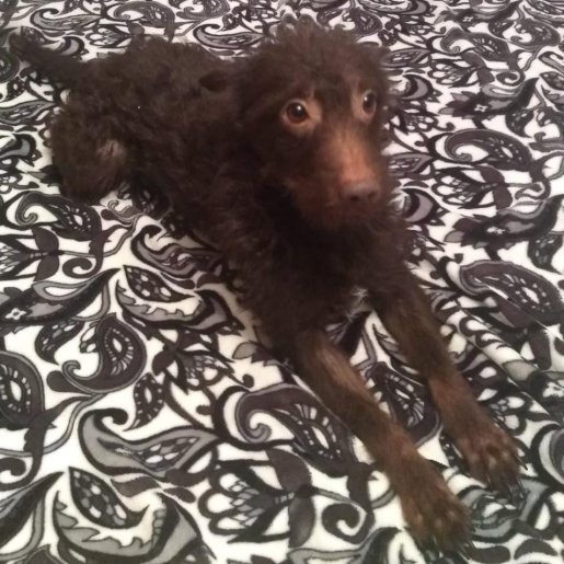 perdido Macho kelpie cafe