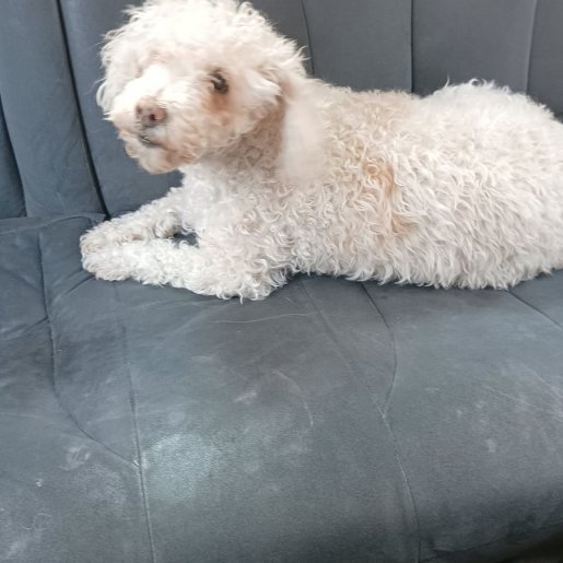 perdido Hembra bull terrier blanco