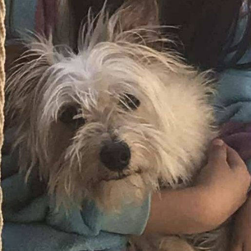 perdido Hembra cockapoo blanco