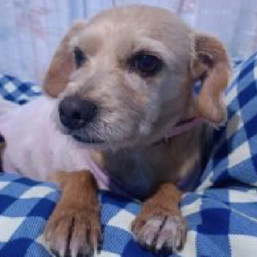 perdido Hembra chihuahua cafe