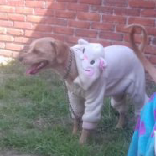 perdido Hembra chihuahua cafe