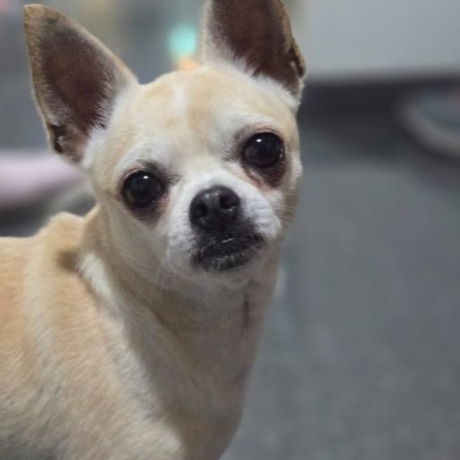 perdido Macho chihuahua cafe