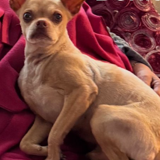 perdido Macho chihuahua cafe